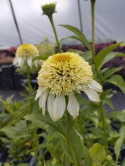 Jeżówka- Echinacea 'Coconut Lime' (GK)