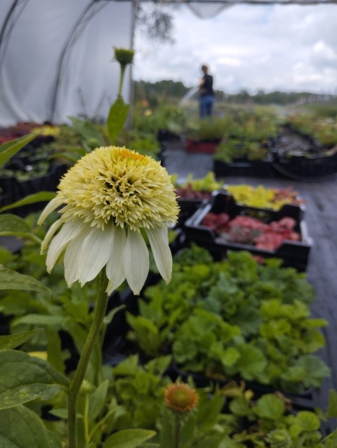 Jeżówka- Echinacea 'Coconut Lime' (GK)