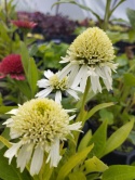 Jeżówka- Echinacea 'Delicious Nougat' (GK)