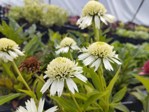 Jeżówka- Echinacea 'Delicious Nougat' (GK)
