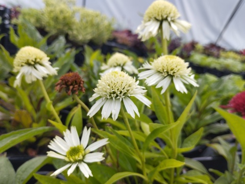 Jeżówka- Echinacea 'Delicious Nougat' (GK)