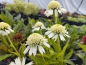 Jeżówka- Echinacea 'Delicious Nougat' (W)