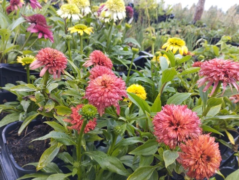 Jeżówka- Echinacea 'Guava Ice' (GK)