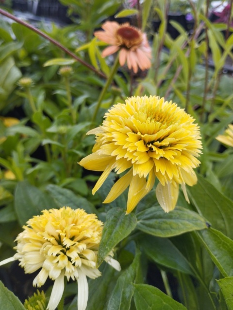 Jeżówka- Echinacea 'Lemon Drop' (GK)