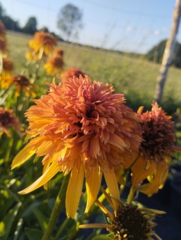 Jeżówka- Echinacea 'Marmalade' (GK)