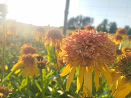 Jeżówka- Echinacea 'Marmalade' (L)