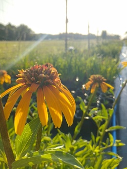 Jeżówka- Echinacea 'Marmalade' (W)