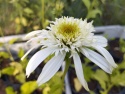 Jeżówka- Echinacea 'Milkshake' (GK)