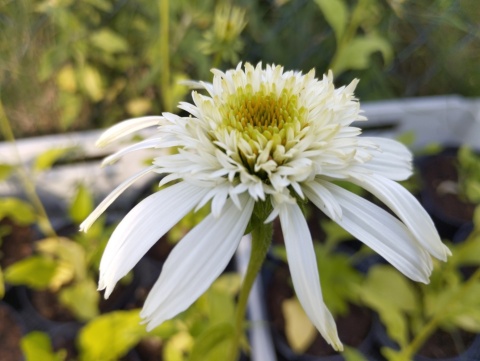 Jeżówka- Echinacea 'Milkshake' (GK)