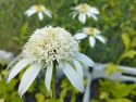 Jeżówka- Echinacea 'Milkshake' (L)