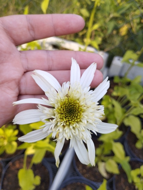 Jeżówka- Echinacea 'Milkshake' (W)