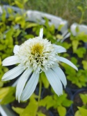 Jeżówka- Echinacea 'Milkshake' (W)