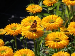 Jeżówka- Echinacea Sunseekers Golden Sun (L)