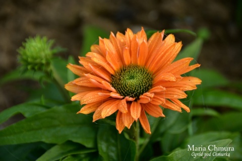 Jeżówka- Echinacea Sunseekers Pumpkin Pie