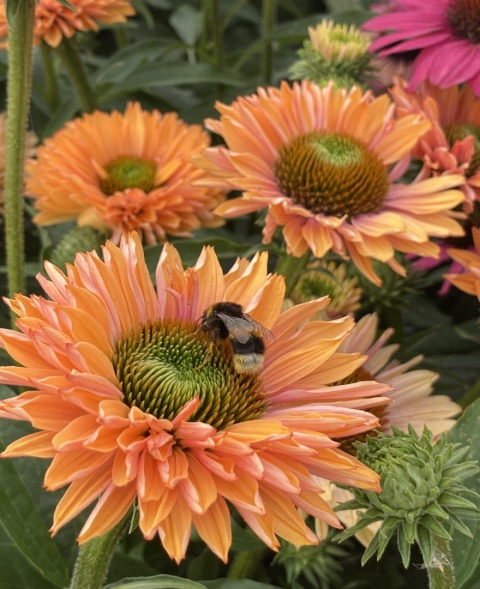 Jeżówka- Echinacea Sunseekers Pumpkin Pie