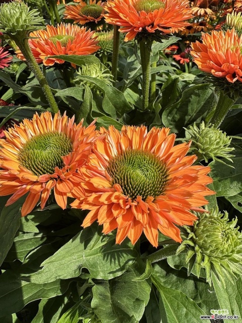 Jeżówka- Echinacea Sunseekers Pumpkin Pie