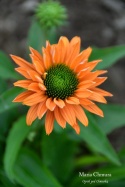 Jeżówka- Echinacea Sunseekers Pumpkin Pie
