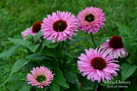 Jeżówka- Echinacea purp. 'Bolero Pink' ® (GK)
