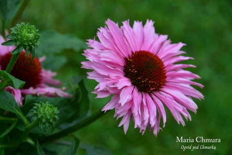 Jeżówka- Echinacea purp. 'Bolero Pink' ® (GK)