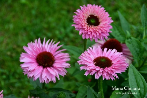 Jeżówka- Echinacea purp. 'Bolero Pink' ® (GK)