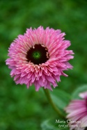 Jeżówka- Echinacea purp. 'Bolero Pink' ® (GK)
