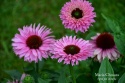 Jeżówka- Echinacea purp. 'Bolero Pink' ® (GK)