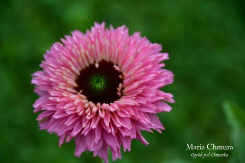 Jeżówka- Echinacea purp. 'Bolero Pink' ® (GK)
