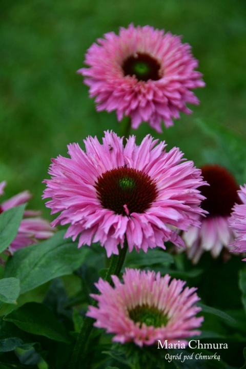 Jeżówka- Echinacea purp. 'Bolero Pink' ® (GK)
