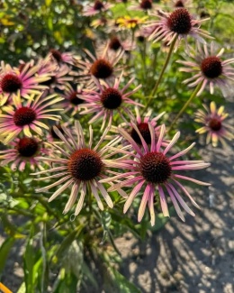 Jeżówka- Echinacea purp. 'Disco Star' ® (L)