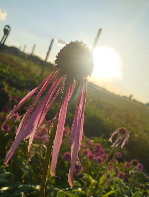 Jeżówka blada- echinacea pallida (W)