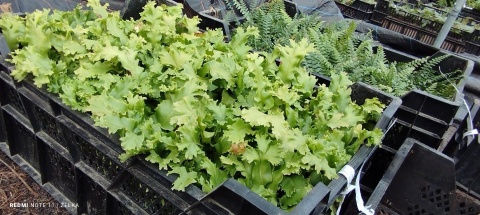 Języcznik zwyczajny 'Cristatum'- Asplenium scol. 'Cristatum' (L)