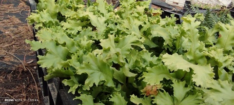 Języcznik zwyczajny 'Cristatum'- Asplenium scol. 'Cristatum' (L)
