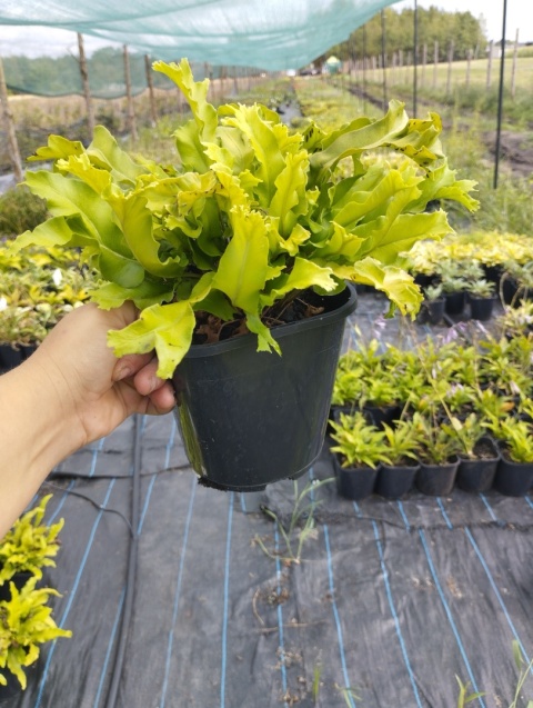 Języcznik zwyczajny 'Cristatum'- Asplenium scol. 'Cristatum' (L)