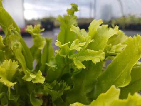 Języcznik zwyczajny 'Cristatum'- Asplenium scol. 'Cristatum' (L)