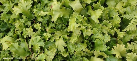 Języcznik zwyczajny 'Cristatum'- Asplenium scol. 'Cristatum' (W)