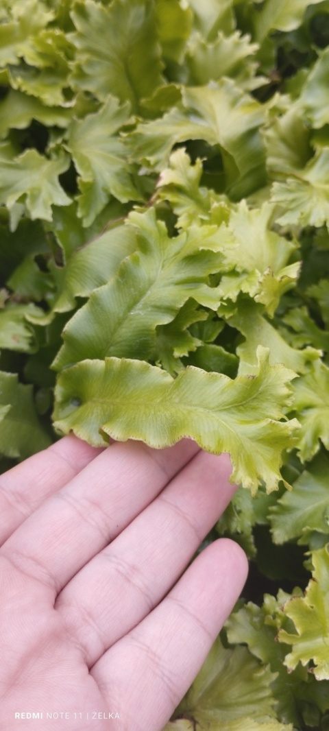 Języcznik zwyczajny 'Cristatum'- Asplenium scol. 'Cristatum' (W)
