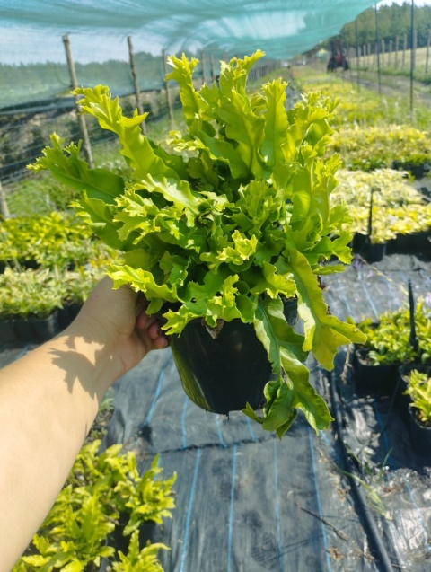 Języcznik zwyczajny 'Cristatum'- Asplenium scol. 'Cristatum' (W)