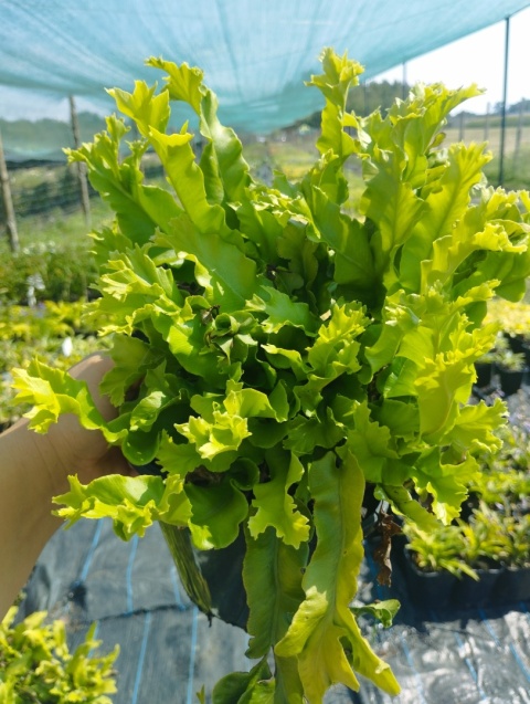 Języcznik zwyczajny 'Cristatum'- Asplenium scol. 'Cristatum' (W)