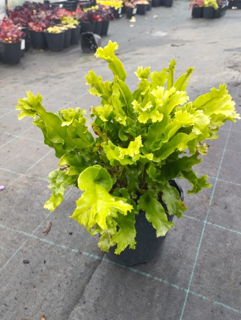 Języcznik zwyczajny 'Cristatum'- Asplenium scol. 'Cristatum' (W)