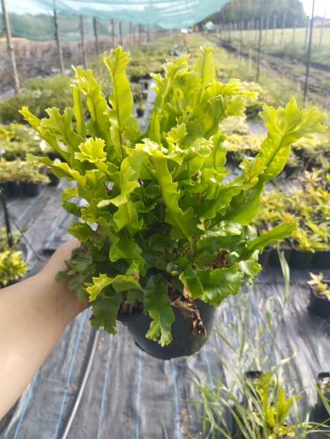 Języcznik zwyczajny 'Cristatum'- Asplenium scol. 'Cristatum' (W)