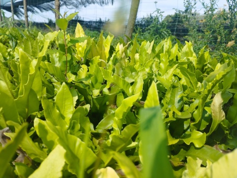 Języcznik zwyczajny (W)