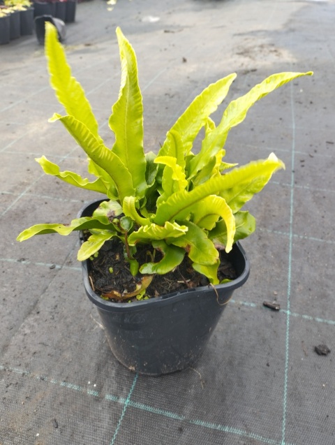 Języcznik zwyczajny (W)