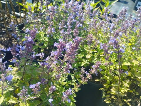 Kocimiętka 'Pursian Blue' (GK)