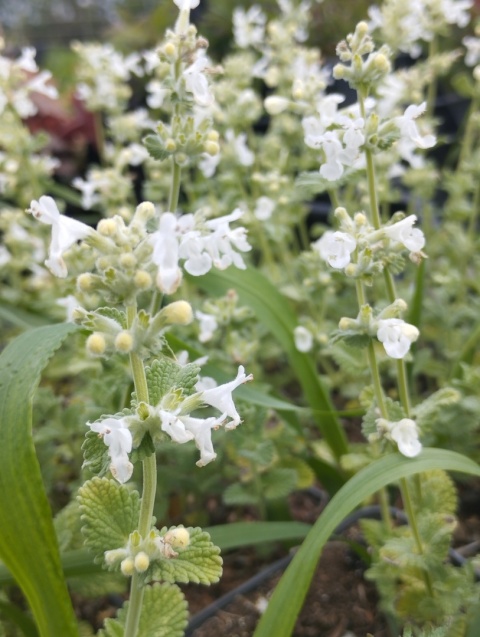Kocimiętka groniasta- Nepeta racemosa 'Snowflake' (L)