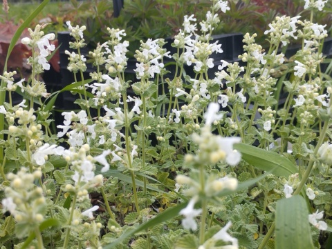 Kocimiętka groniasta- Nepeta racemosa 'Snowflake' (L)
