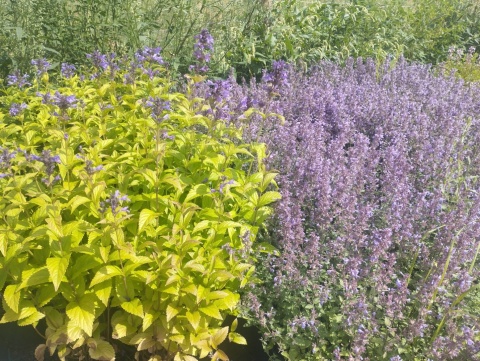 Kocimiętka kubańska- Nepeta kubanica 'Kuban' (GK)