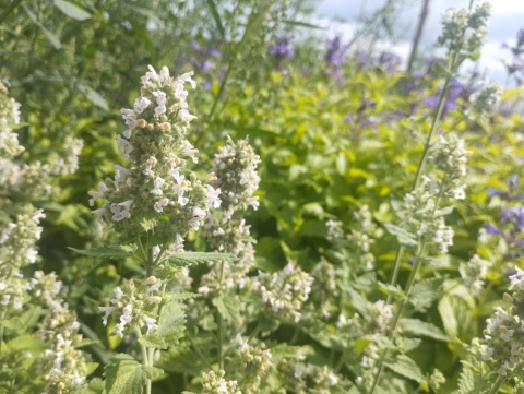 Kocimiętka właściwa cytrynowa- Nepeta cataria ssp.citriodora (GK)