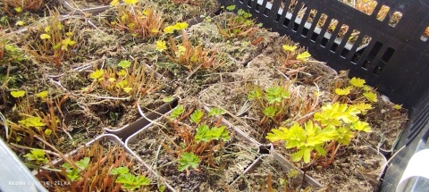 Kokorycz- Corydalis elata 'Golden Spinners' (L)