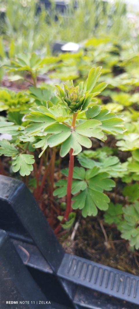 Kokorycz- Corydalis elata 'Golden Spinners' (L)