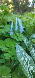 Kokorycz- Corydalis elata 'Golden Spinners' (L)